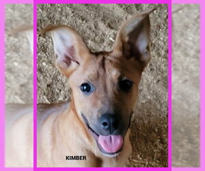 Mutt Dogs for adoption in Granbury, TX, USA