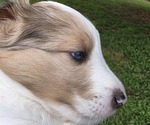 Puppy Cash Shetland Sheepdog