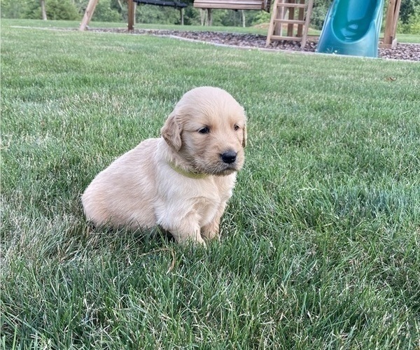 Medium Photo #2 Golden Retriever Puppy For Sale in CONGERVILLE, IL, USA