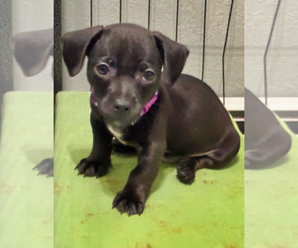 Medium Photo #3 Chiweenie Puppy For Sale in Minneapolis, MN, USA