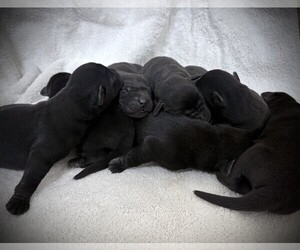 Labrador Retriever Puppy for sale in SIGNAL MOUNTAIN, TN, USA
