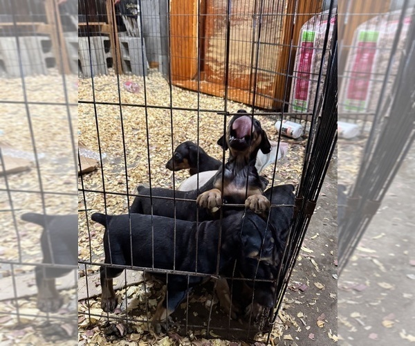 Medium Photo #39 Doberman Pinscher Puppy For Sale in RICHMOND, VA, USA