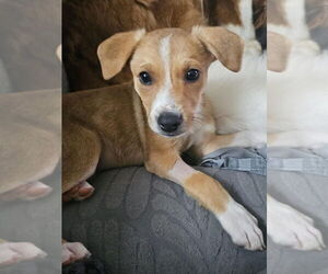 Beagle-Unknown Mix Dogs for adoption in Raleigh, NC, USA