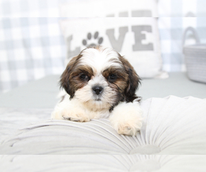 Shih Tzu Puppy for sale in MARIETTA, GA, USA