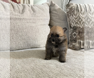 Pomeranian Puppy for sale in PHOENIX, AZ, USA