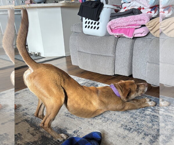 Medium Photo #35 Labrador Retriever-Unknown Mix Puppy For Sale in Fargo, ND, USA