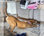 Small #34 Labrador Retriever Mix