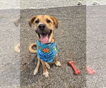 Small #2 Black Mouth Cur Mix