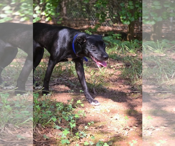 Medium Photo #9 Labrador Retriever-Unknown Mix Puppy For Sale in McDonough, GA, USA