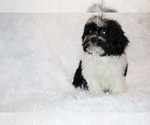 Small #22 ShihPoo