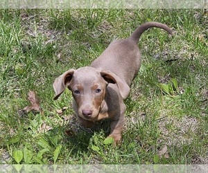 Dachshund Puppy for Sale in CLARK, Missouri USA