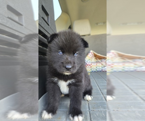 Medium Photo #7 Siberian Husky Puppy For Sale in FORT PLAIN, NY, USA