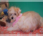 Small Photo #3 Morkie Puppy For Sale in PATERSON, NJ, USA