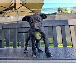 Chihuahua Dogs for adoption in Orange, CA, USA