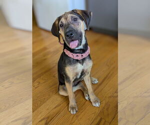 Mutt Dogs for adoption in Plainfield, IL, USA