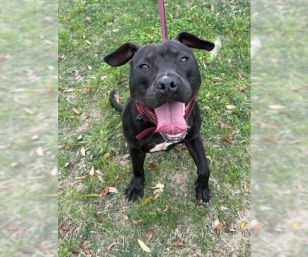 Medium Photo #2 Mutt Puppy For Sale in Texas City, TX, USA