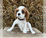Small #1 Cavalier King Charles Spaniel