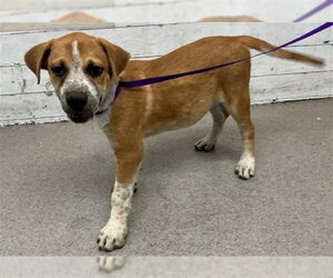Mutt Dogs for adoption in San Bernardino, CA, USA