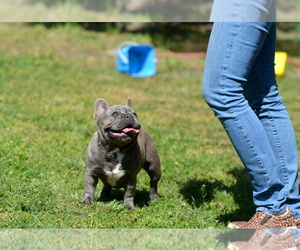 French Bulldog Puppy for sale in Kiskoros, Bacs-Kiskun, Hungary