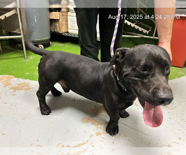 Medium Photo #2 American Pit Bull Terrier-Unknown Mix Puppy For Sale in Ocala, FL, USA