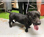 Small #1 American Pit Bull Terrier Mix