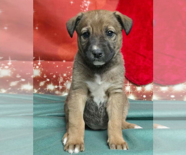 Medium Photo #2 German Shepherd Dog-Unknown Mix Puppy For Sale in Lakewood, CO, USA