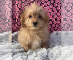 Small Photo #2 Shiranian Puppy For Sale in EDWARDSBURG, MI, USA