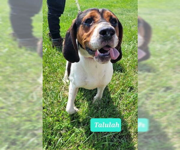 Medium Photo #1 Treeing Walker Coonhound Puppy For Sale in Richmond, IN, USA