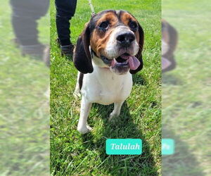 Treeing Walker Coonhound Dogs for adoption in Richmond, IN, USA