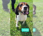 Small Treeing Walker Coonhound