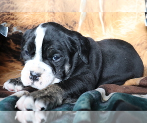 Olde English Bulldogge Puppy for sale in SHILOH, OH, USA