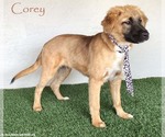 Small #3 Australian Shepherd-German Shepherd Dog Mix