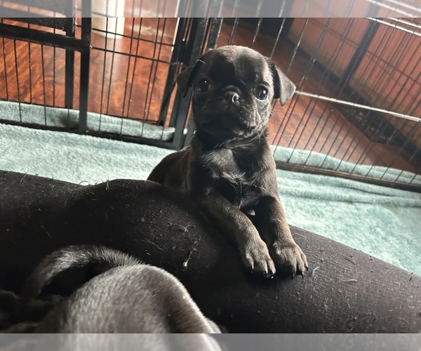 Medium Photo #6 Pug Puppy For Sale in BLOOMINGTON, IL, USA