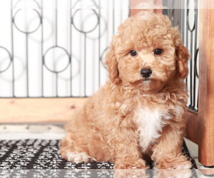 Poodle (Toy) Puppy for sale in NAPLES, FL, USA
