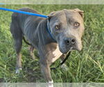 Small American Pit Bull Terrier Mix