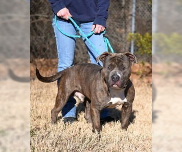 Medium Photo #1 Mutt Puppy For Sale in Glen Allen, VA, USA