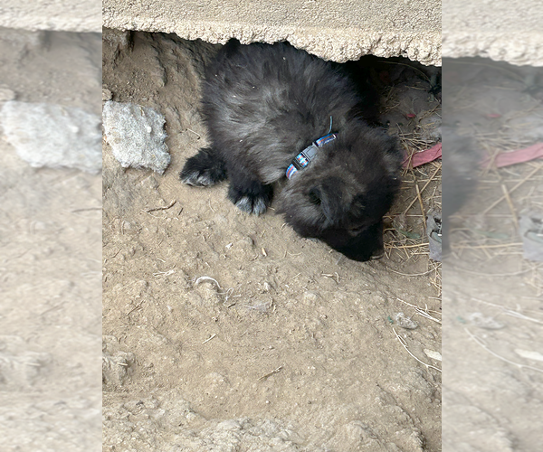 Medium Photo #2 Wolf Hybrid Puppy For Sale in LAMAR, CO, USA