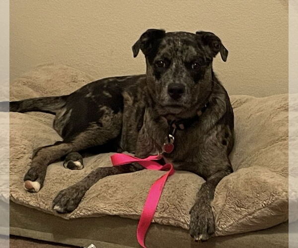 Medium Photo #6 Catahoula Leopard Dog Puppy For Sale in Euless, TX, USA