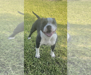 American Bully Puppy for sale in BAKERSFIELD, CA, USA