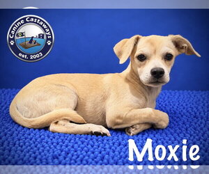 Chiweenie Dogs for adoption in Arcadia, FL, USA