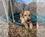 Small Photo #6 Labrador Retriever-Unknown Mix Puppy For Sale in Munford, TN, USA