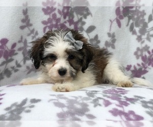 Zuchon Puppy for sale in LAKELAND, FL, USA