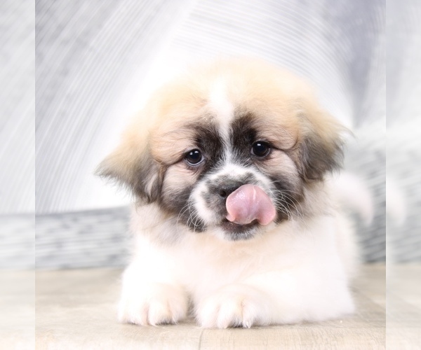 Medium Photo #4 Zuchon Puppy For Sale in WESTPOINT, IN, USA