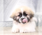 Small Photo #4 Zuchon Puppy For Sale in WESTPOINT, IN, USA