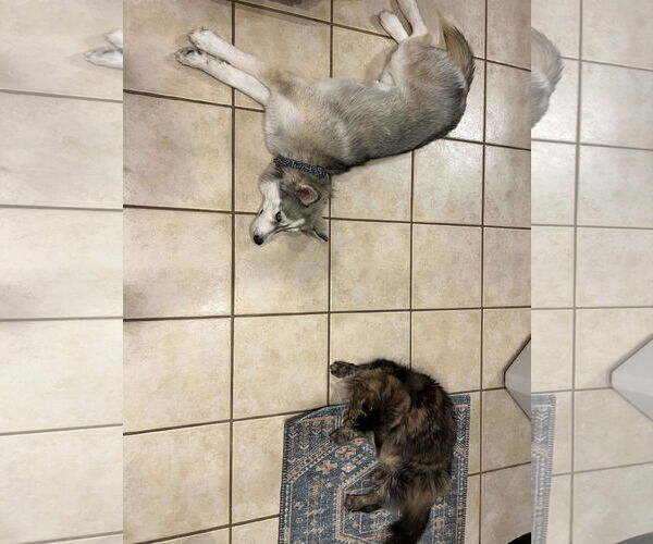 Medium Photo #4 Siberian Husky Puppy For Sale in Carrollton, TX, USA