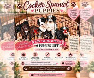 Cocker Spaniel Puppy for sale in APOPKA, FL, USA