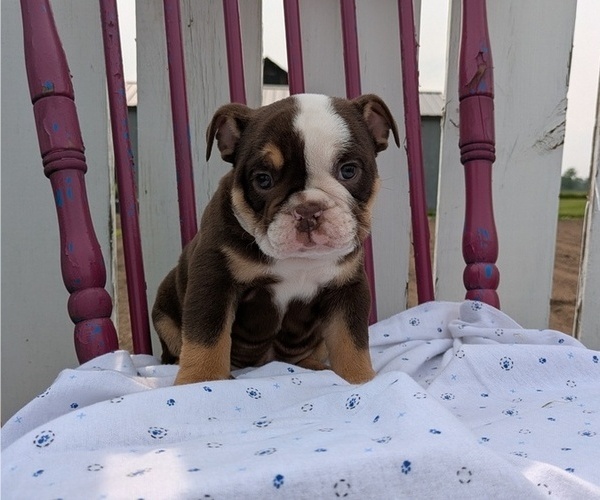 Medium Photo #2 English Bulldog Puppy For Sale in GOSHEN, IN, USA
