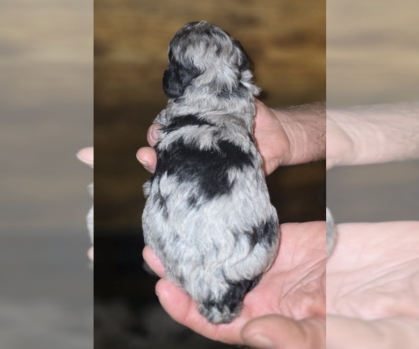 Medium Photo #5 Poodle (Toy) Puppy For Sale in DYERSBURG, TN, USA