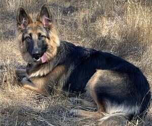 Mother of the King Shepherd puppies born on 12/30/2022