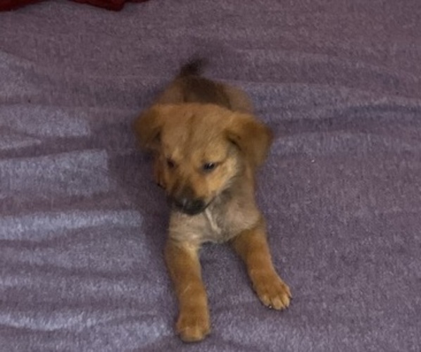 Medium Photo #1 German Shepherd Dog Puppy For Sale in DALLAS, TX, USA